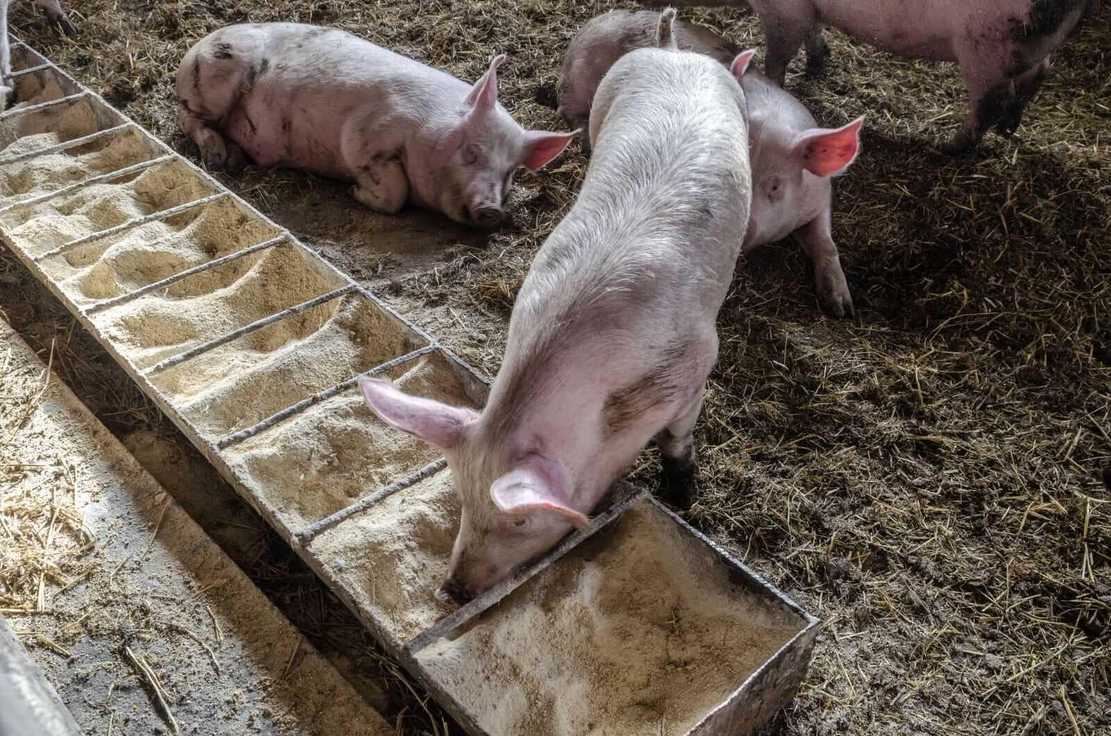 Hogs Gains Pushing to Friday