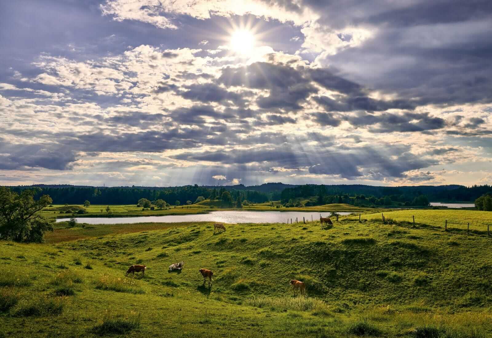 Cattle Bounce into Thursday’s Final Bell